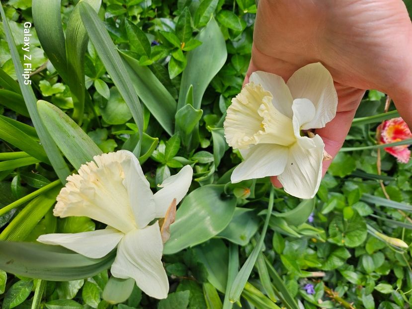  - Narcise 2018 24 25