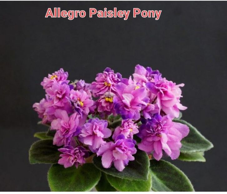 Poza net - Allegro Paisley Pony