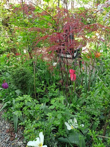  - Grădina 2024 continuare 1