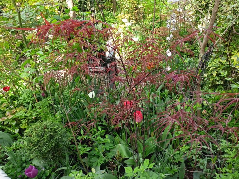 Hubbs Red Willow - Grădina 2024 continuare 1