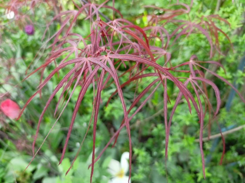  - Grădina 2024 continuare 1