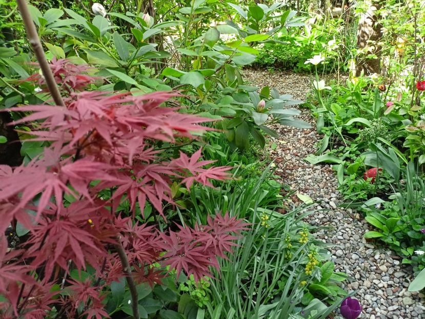 Pixie - Grădina 2024 continuare 1