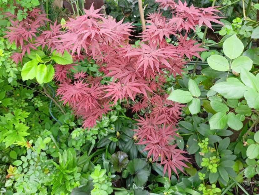  - Grădina 2024 continuare 1