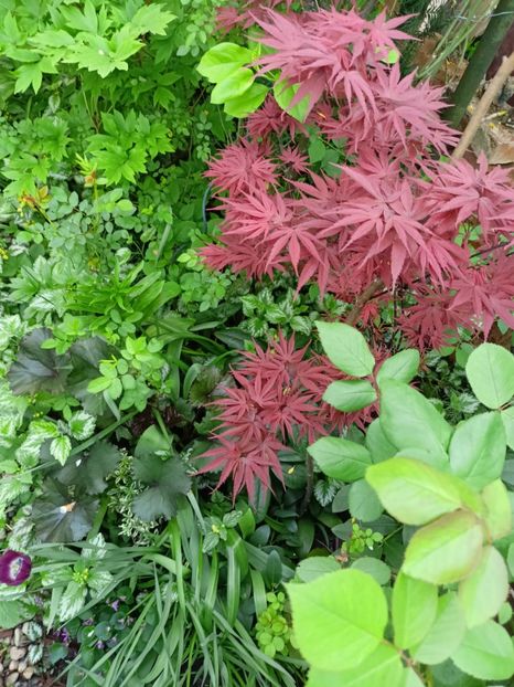  - Grădina 2024 continuare 1