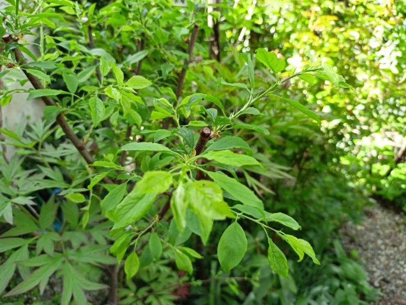 Aprisali - Grădina 2024 continuare 1