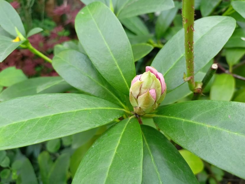  - Grădina 2024 continuare 1