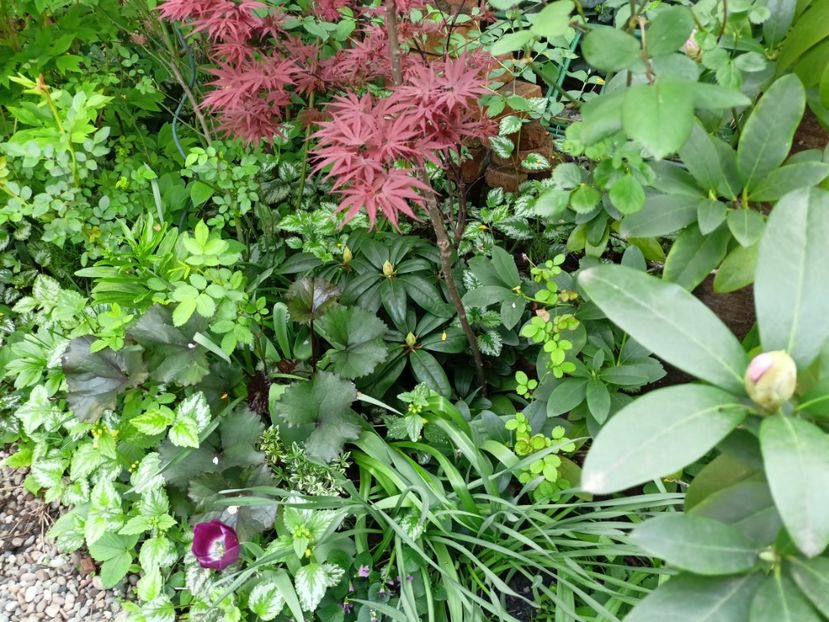  - Grădina 2024 continuare 1