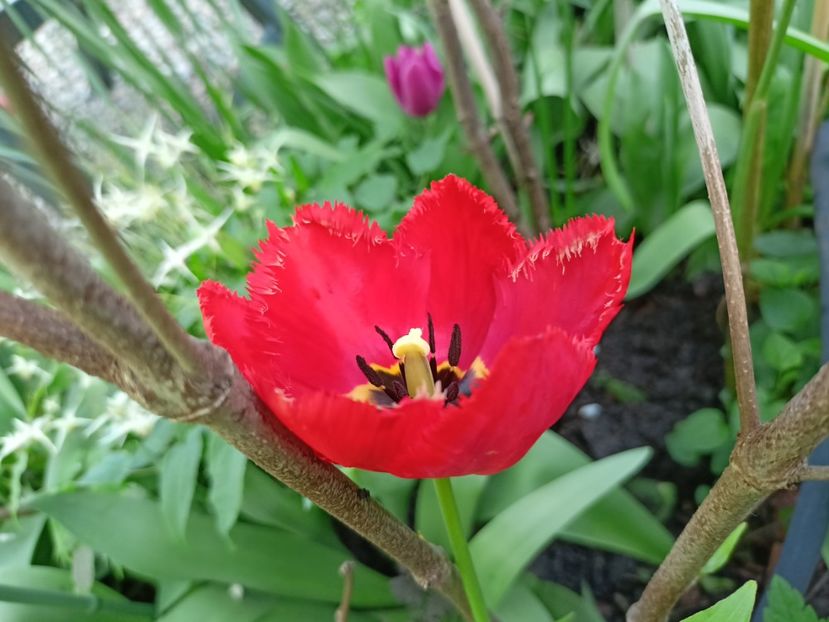  - Grădina 2024 continuare 1