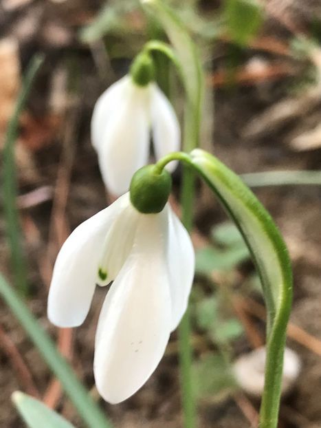 Snowdrops_Ghiocei (2020, February 24) - GHIOCEI_Galanthus nivalis