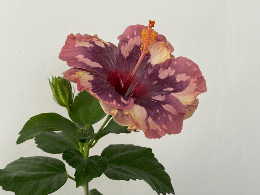  - Luv -Posog- Memories