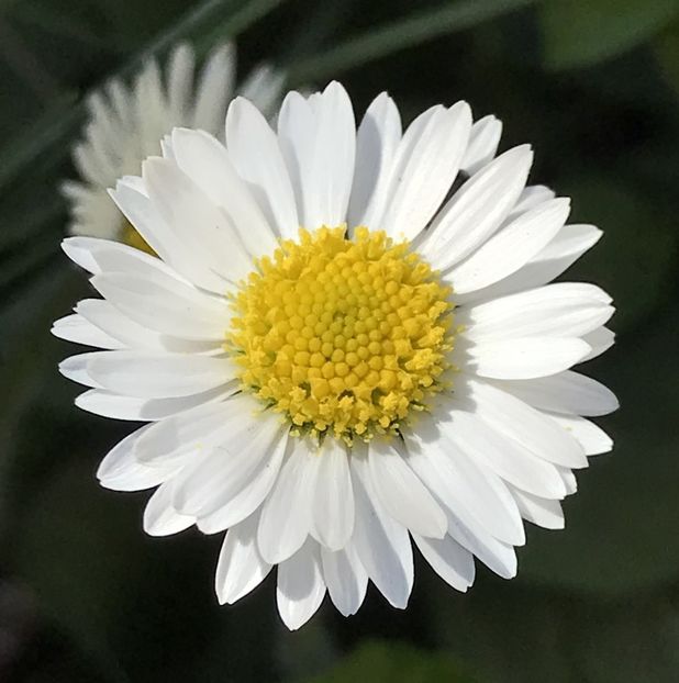 Bellis perennis (2020, April 08) - BELLIS Perennis