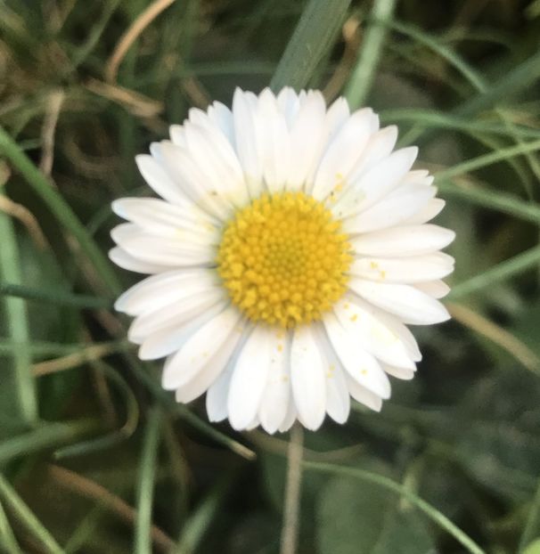 Bellis perennis (2020, April 12) - BELLIS Perennis