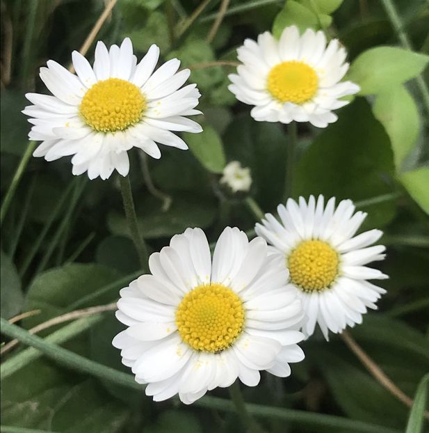 Bellis perennis (2020, April 17) - BELLIS Perennis