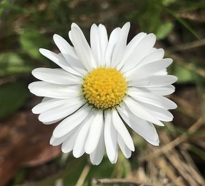 Bellis perennis (2020, April 17) - BELLIS Perennis