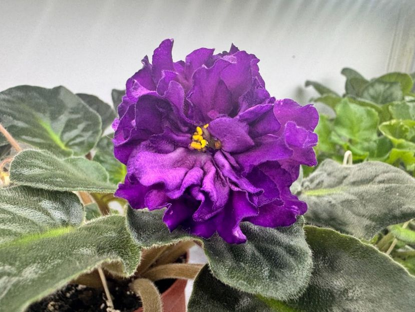 7 aprilie 2024 - Dn Varta Pamiati