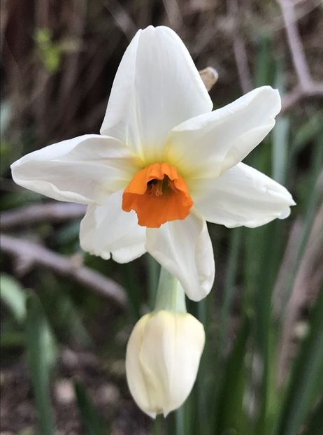 Narcissus Geranium (2020, March 20) - Narcissus Geranium