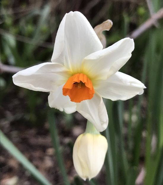 Narcissus Geranium (2020, March 20) - Narcissus Geranium