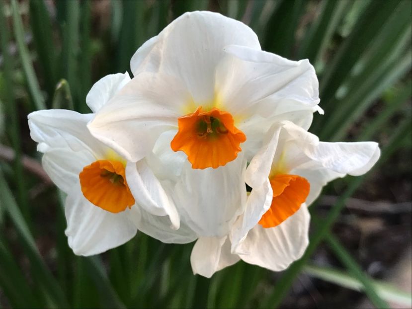 Narcissus Geranium (2020, March 30) - Narcissus Geranium