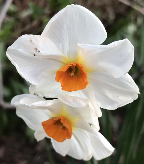 Narcissus Geranium (2020, March 30) - Narcissus Geranium