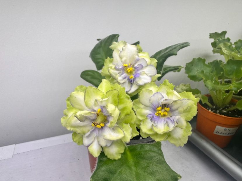 7 aprilie 2024 - LE Marfa