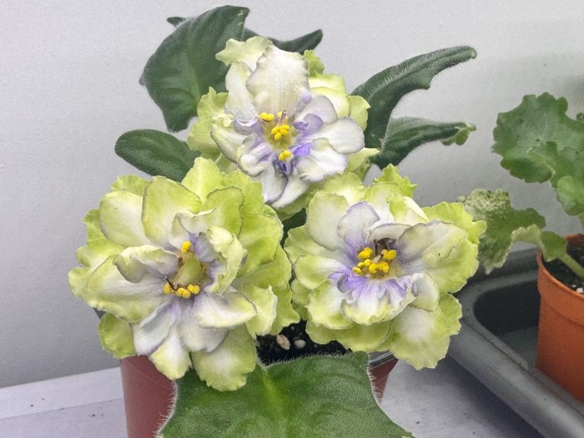 7 aprilie 2024 - LE Marfa