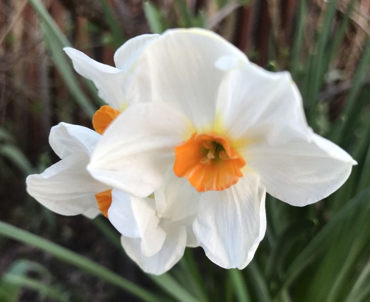 Narcissus Geranium (2020, April 03) - Narcissus Geranium