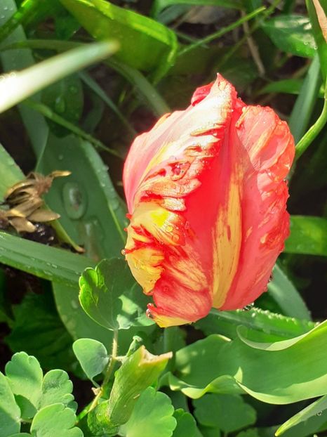  - FEBRUARIE- MARTIE- APRILIE