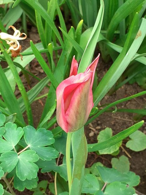  - FEBRUARIE- MARTIE- APRILIE