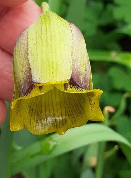  - FEBRUARIE- MARTIE- APRILIE