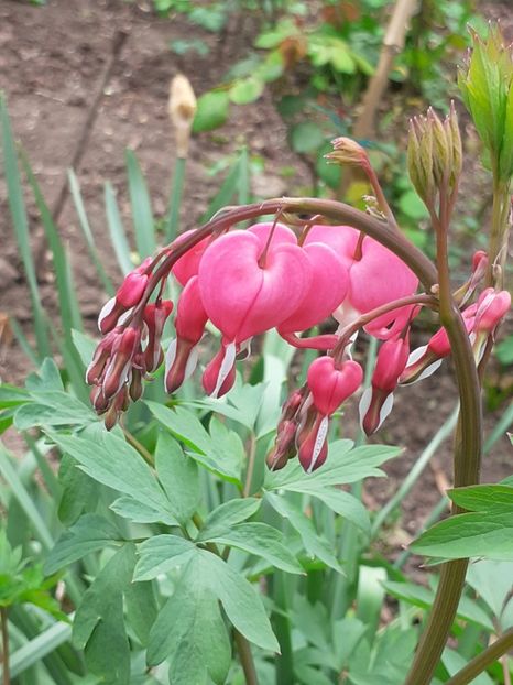  - FEBRUARIE- MARTIE- APRILIE