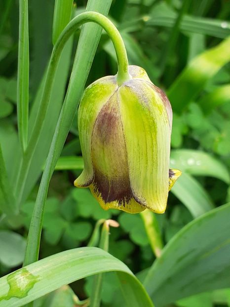  - FEBRUARIE- MARTIE- APRILIE