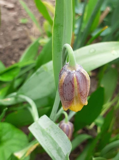  - FEBRUARIE- MARTIE- APRILIE