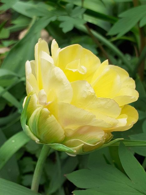  - FEBRUARIE- MARTIE- APRILIE