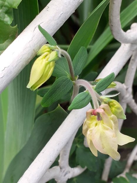  - FEBRUARIE- MARTIE- APRILIE