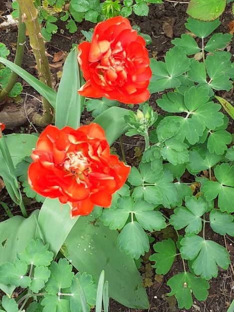  - FEBRUARIE- MARTIE- APRILIE