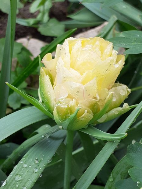  - FEBRUARIE- MARTIE- APRILIE