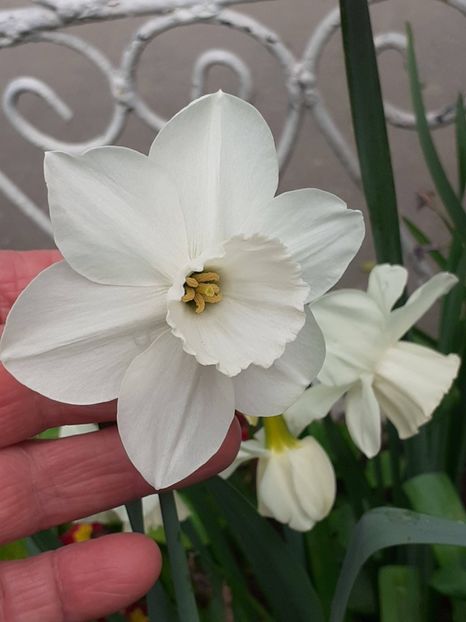  - FEBRUARIE- MARTIE- APRILIE