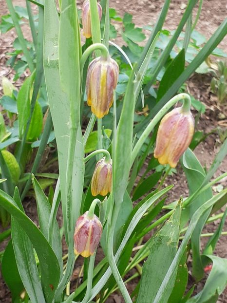  - FEBRUARIE- MARTIE- APRILIE