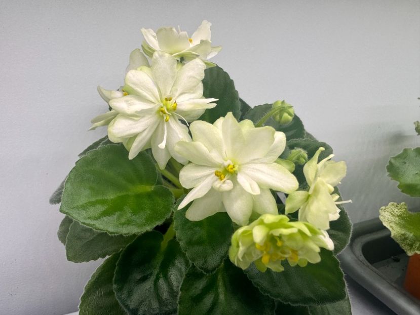 7 aprilie 2024 - N - Snezhnyi Georgin STANDARD