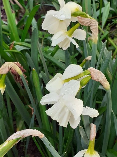  - FEBRUARIE- MARTIE- APRILIE