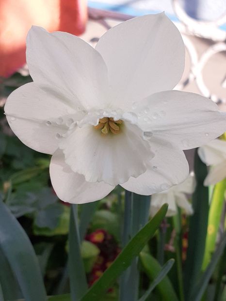  - FEBRUARIE- MARTIE- APRILIE