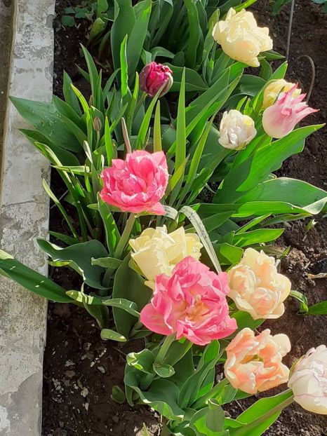  - FEBRUARIE- MARTIE- APRILIE