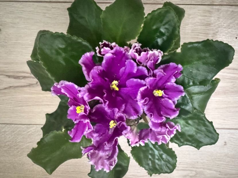 7 aprilie 2024 - AV Samuraj