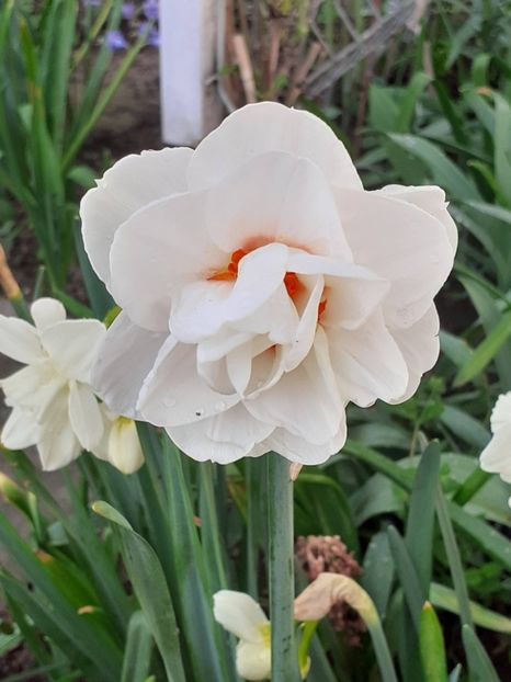  - FEBRUARIE- MARTIE- APRILIE