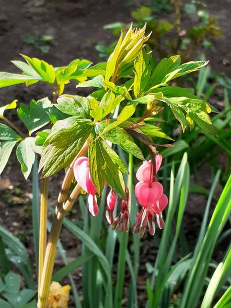  - FEBRUARIE- MARTIE- APRILIE