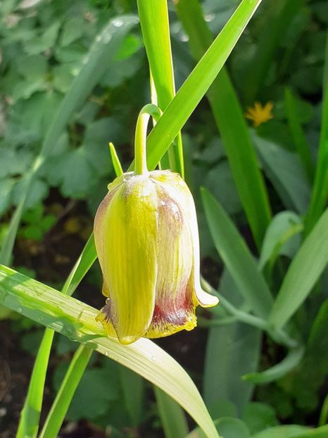  - FEBRUARIE- MARTIE- APRILIE