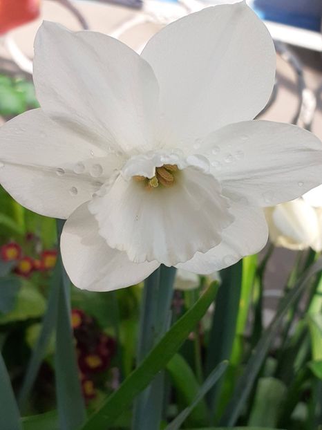  - FEBRUARIE- MARTIE- APRILIE