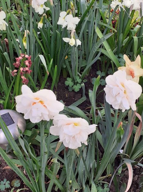  - FEBRUARIE- MARTIE- APRILIE