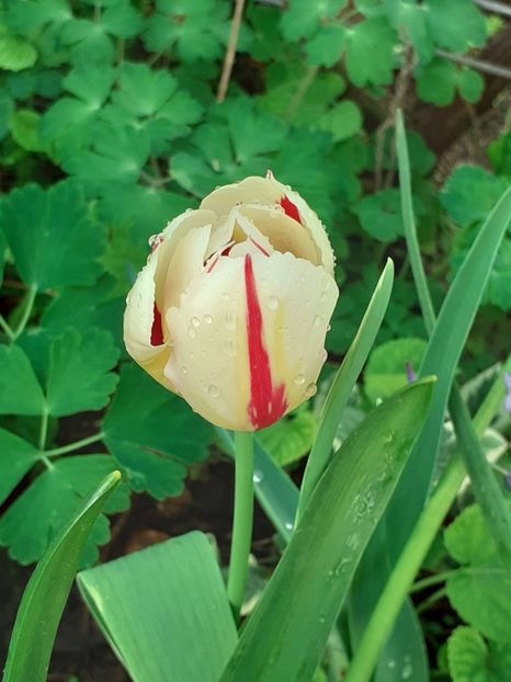  - FEBRUARIE- MARTIE- APRILIE