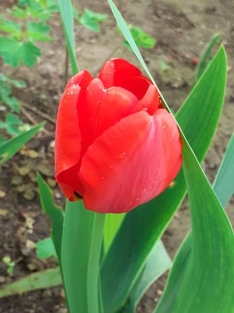 20240407_083559(0) - FEBRUARIE- MARTIE- APRILIE